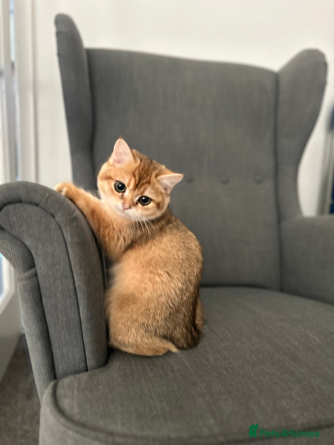 British Shorthair cats for sale: 💚❤️TICA British Shorthair 2 Kittens - Image 12