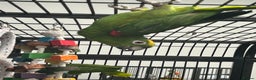 Parrots birds for sale: Hand Reared Yellow Crowned Amazons  - Advert 2