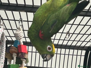 Parrots birds - Advert 3