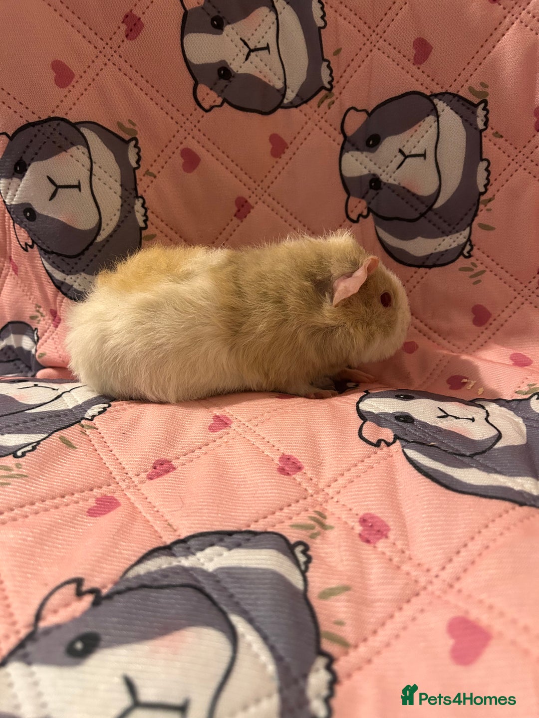 Guinea Pig rodents for sale: Lovely Teddy and Coronet baby guinea pigs  - Advert 9