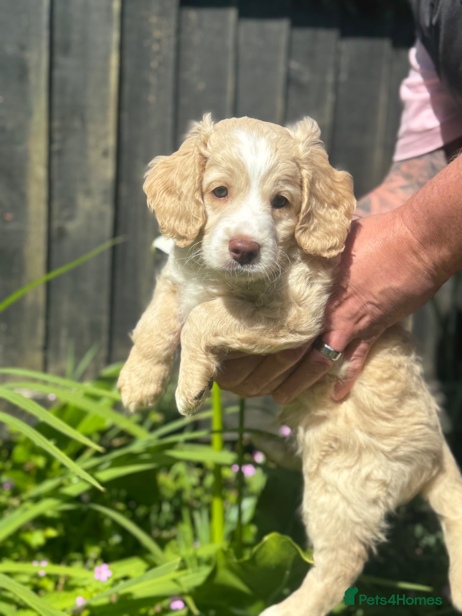 Cockapoo dogs Beautiful F2b Cockapoo puppies - Advert 1