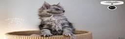 Maine Coon cats for sale: Stunning Maine Coon Kittens - Advert 24