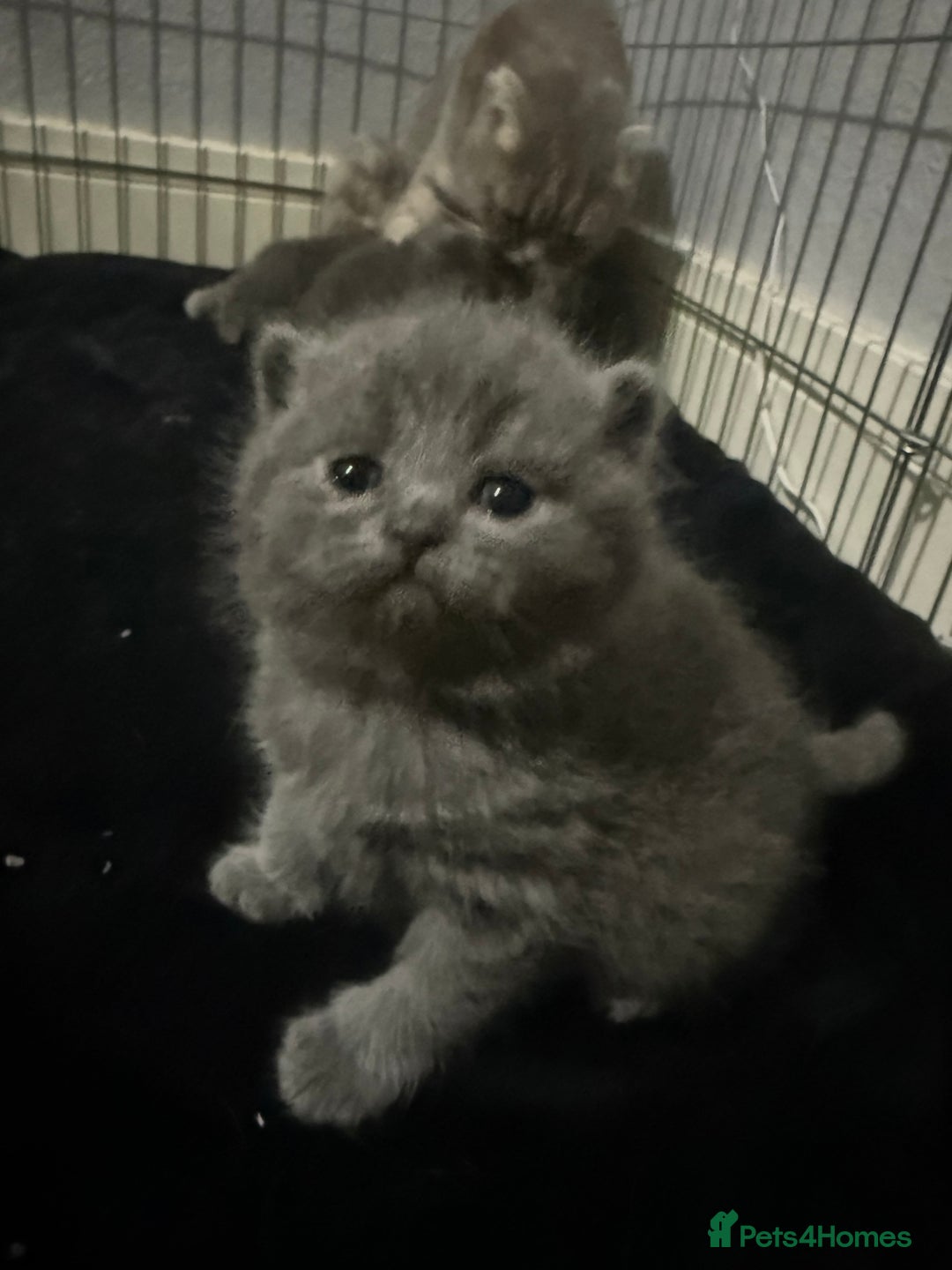 Scottish Fold cats for sale: Scottish fold kittens  - Advert 31