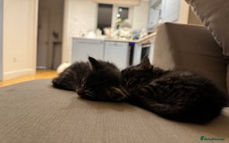 Maine Coon cats for sale: 2 Maine coon x tabby kittens  - Image 7
