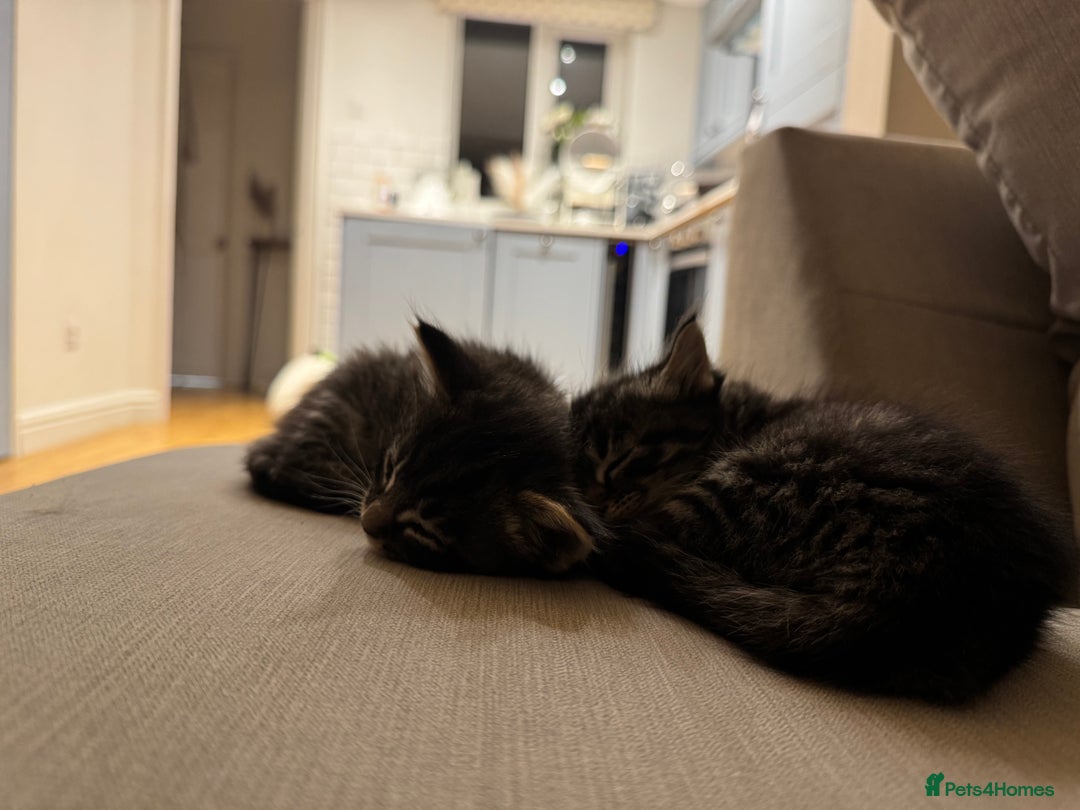 Maine Coon cats for sale: 2 Maine coon x tabby kittens  - Image 7