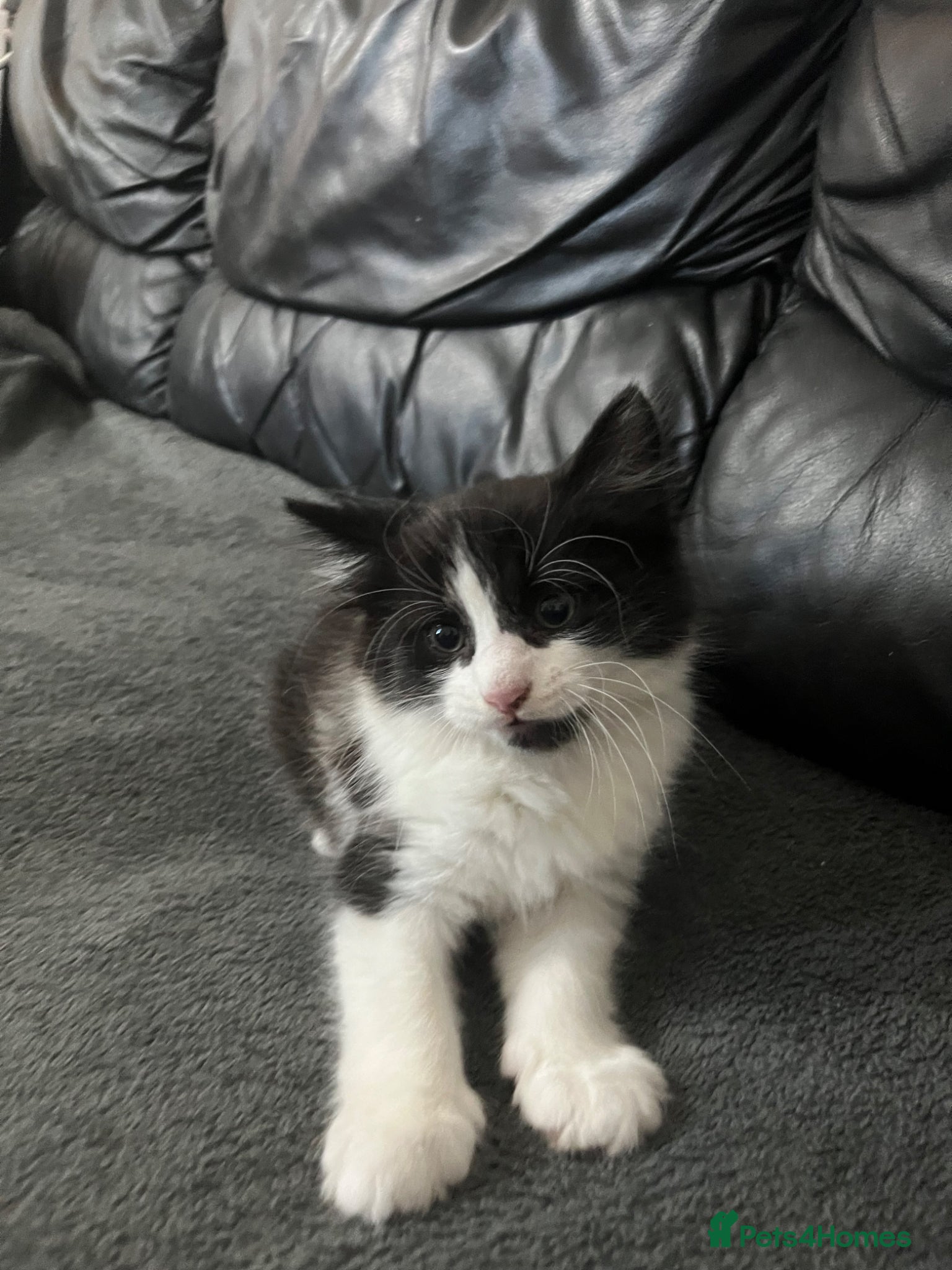 Mixed Breed cats for sale: cute kitty  in Slough - Advert 5