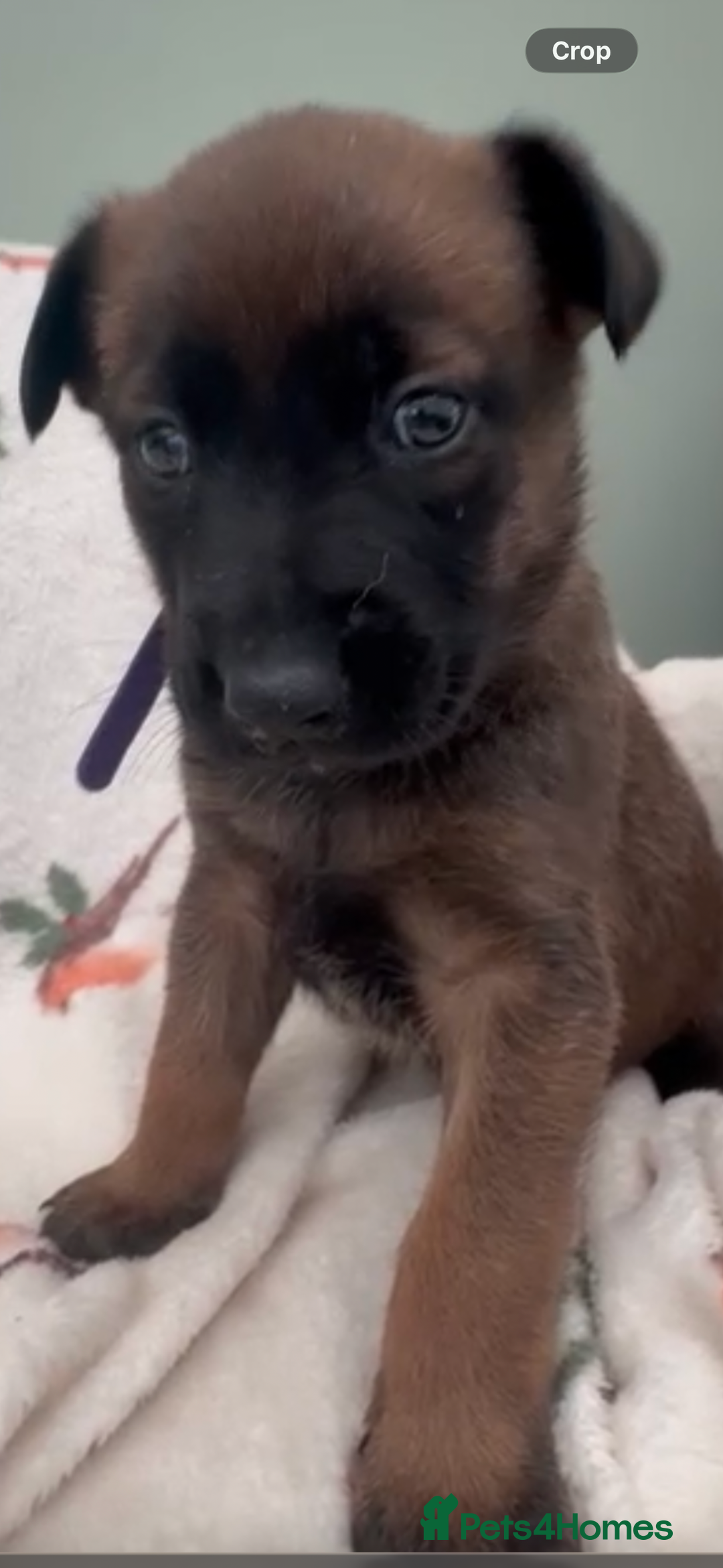 Belgian Shepherd Dog dogs for sale: Incredible Belgian malinois for sale - Advert 4