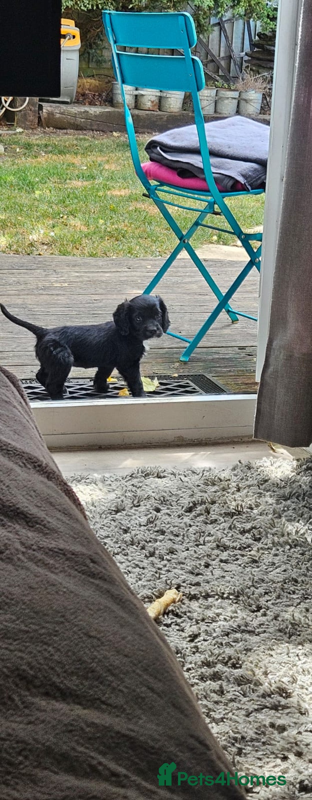 Cocker Spaniel dogs for sale: Cockerspaniel black girl - Image 3