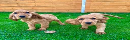 Cocker Spaniel dogs for sale: Golden Show CockerSpaniel Babies 🐾🐾🐾 - Advert 18