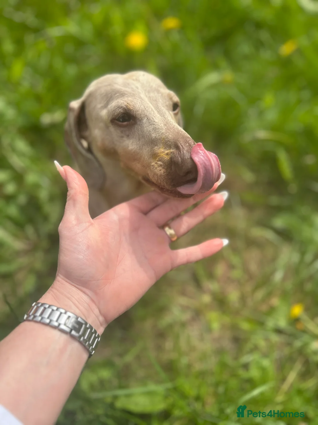 Miniature Dachshund dogs for stud: ⭐️ TRIGGER⭐️ smooth hair Isabella & Tan STUD in Mexborough - Advert 22