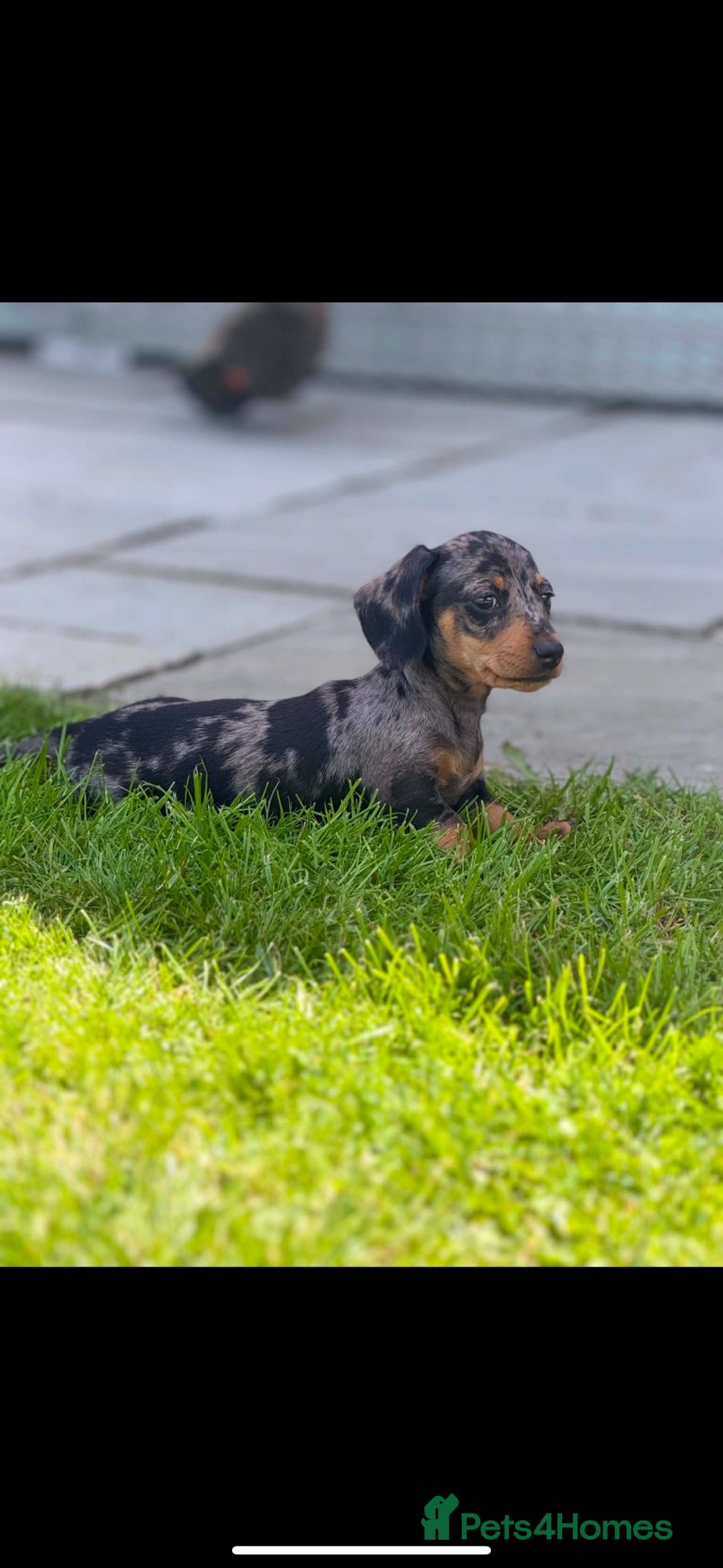 Miniature Dachshund dogs Kennel club registered mini dachshund puppies  - Advert 2