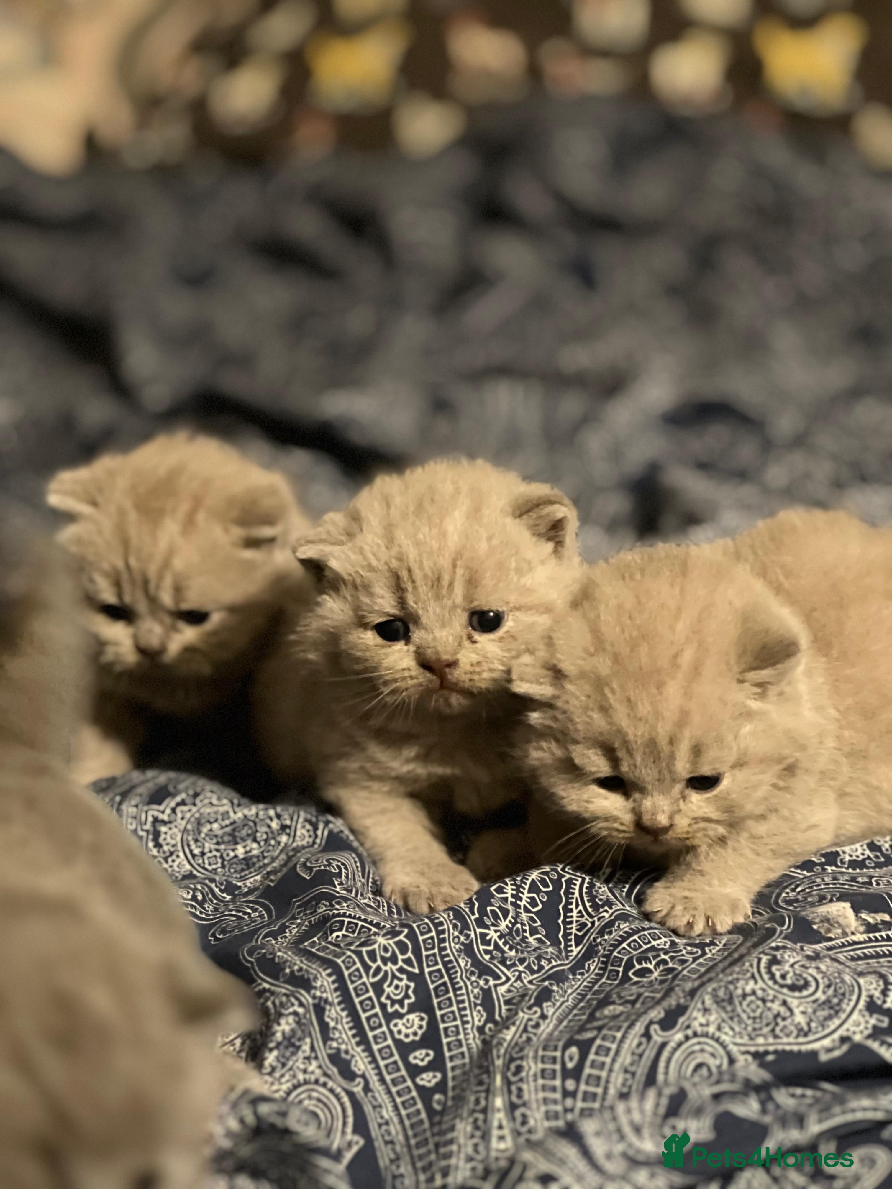 British Shorthair cats British Shorthair babies 💞💞💞 - Advert 2