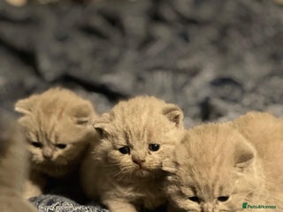 British Shorthair cats British Shorthair babies 💞💞💞 - Advert 1