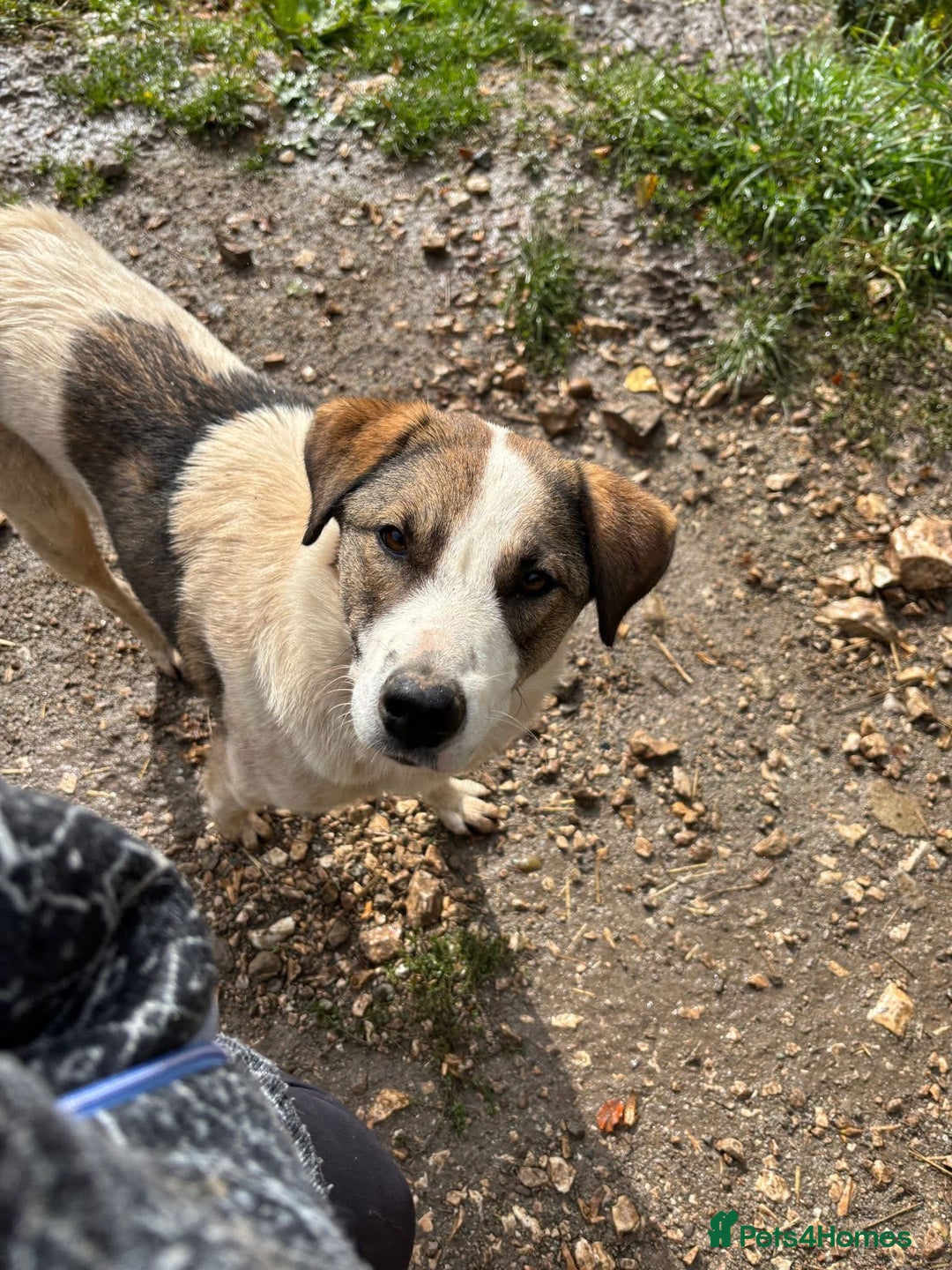 Mixed Breed dogs for adoption: Could you be the family Mercy is dreaming of? - Advert 4