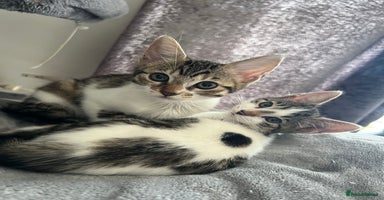 Mixed Breed cats - Advert 2