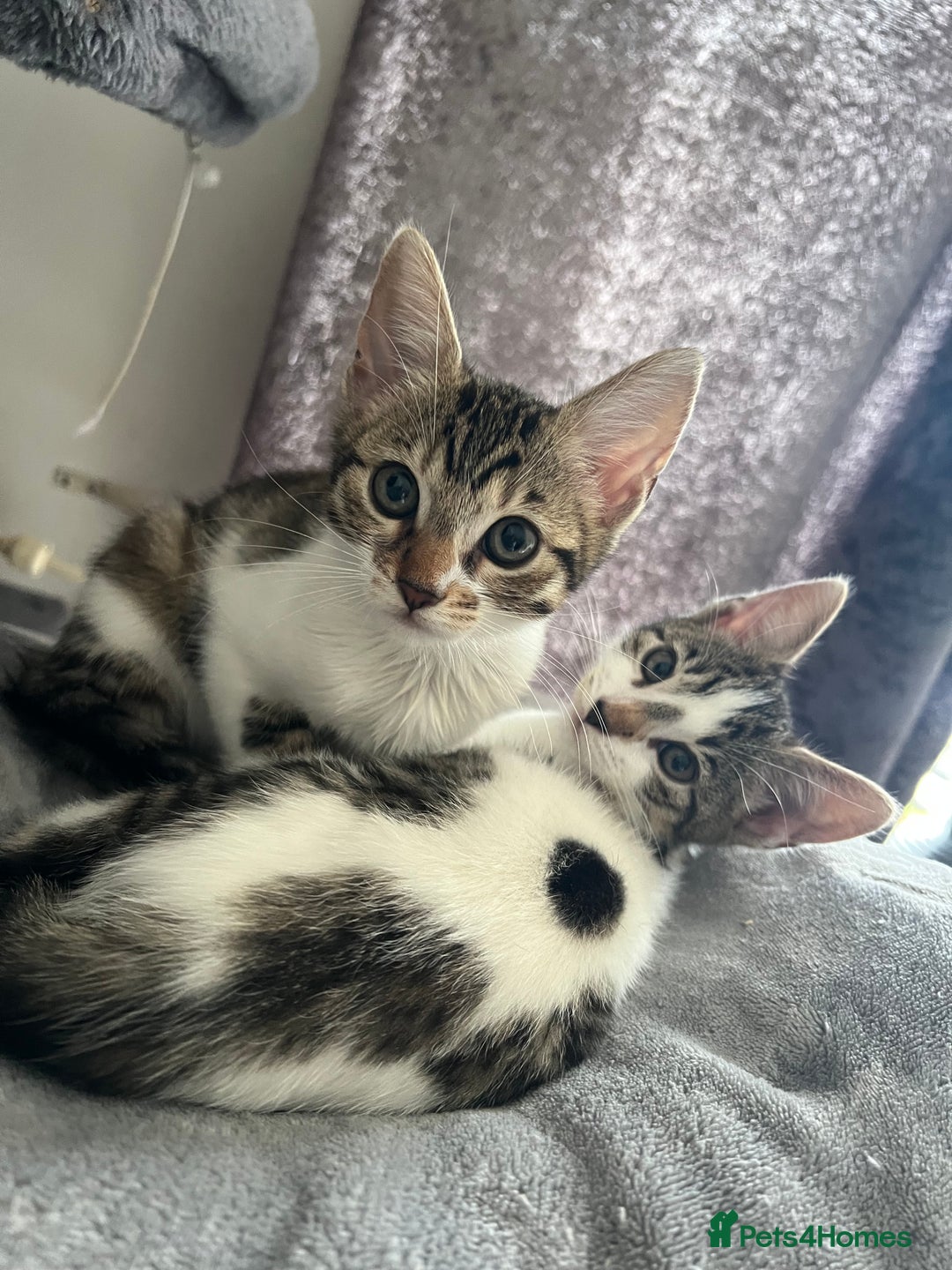 Mixed Breed cats for sale: Ready! Snow Bengal/Seal Lynx X Kittens  - Image 1