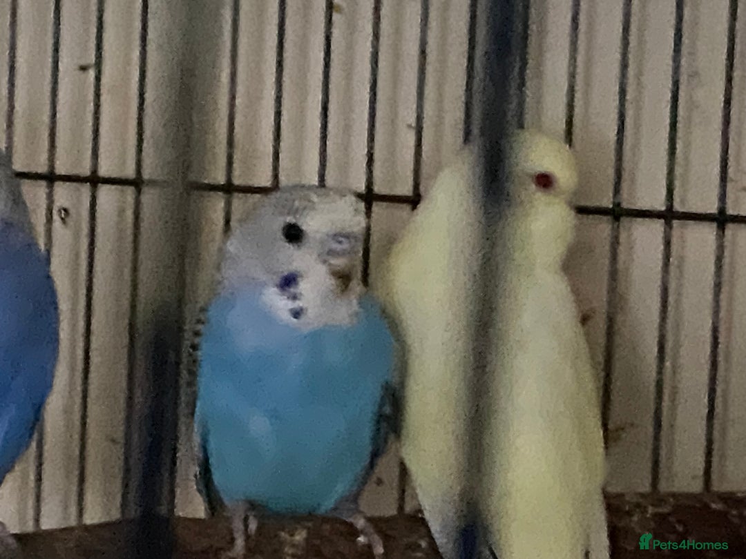 Budgerigars birds for sale: 6 Budgies  - Image 5