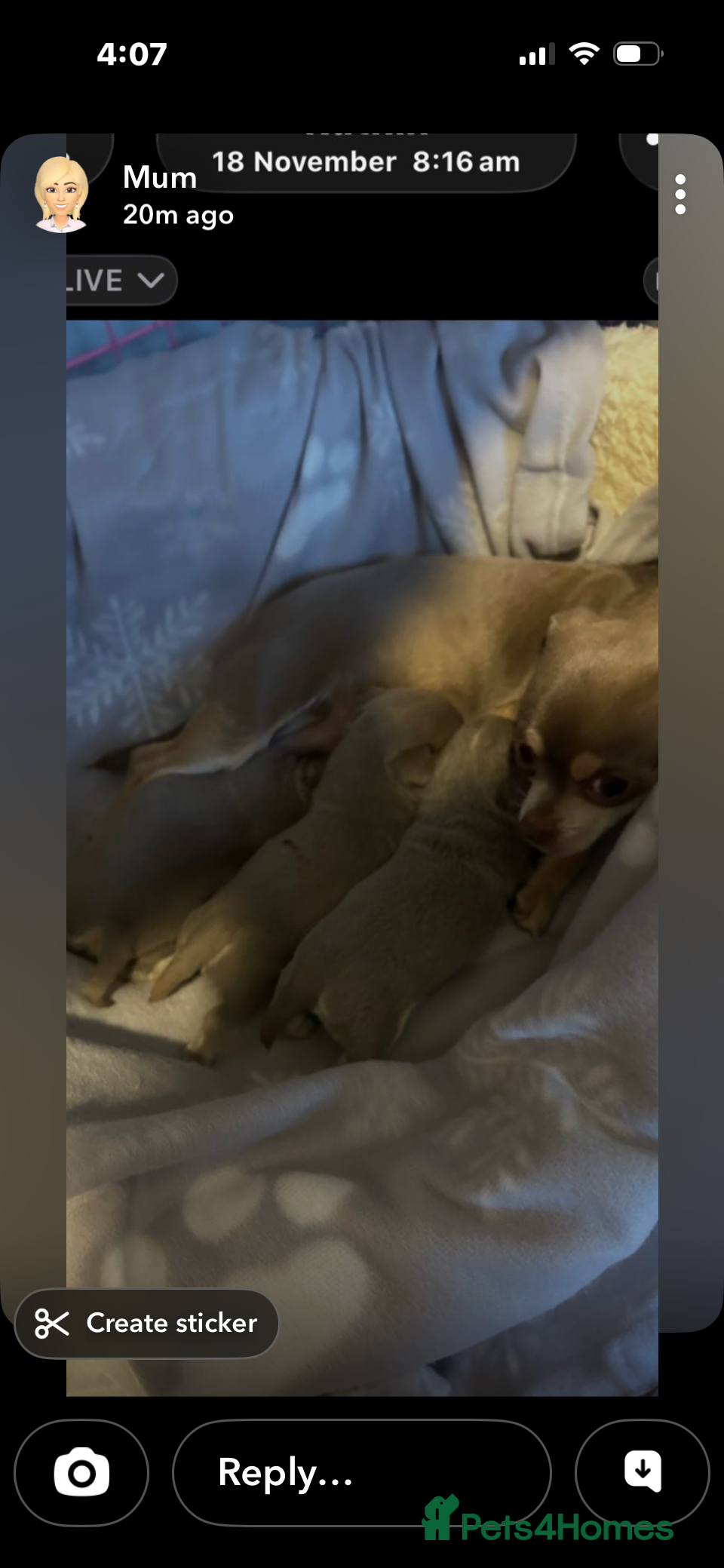 Chihuahua dogs 2 girls, 1 boys - Advert 3