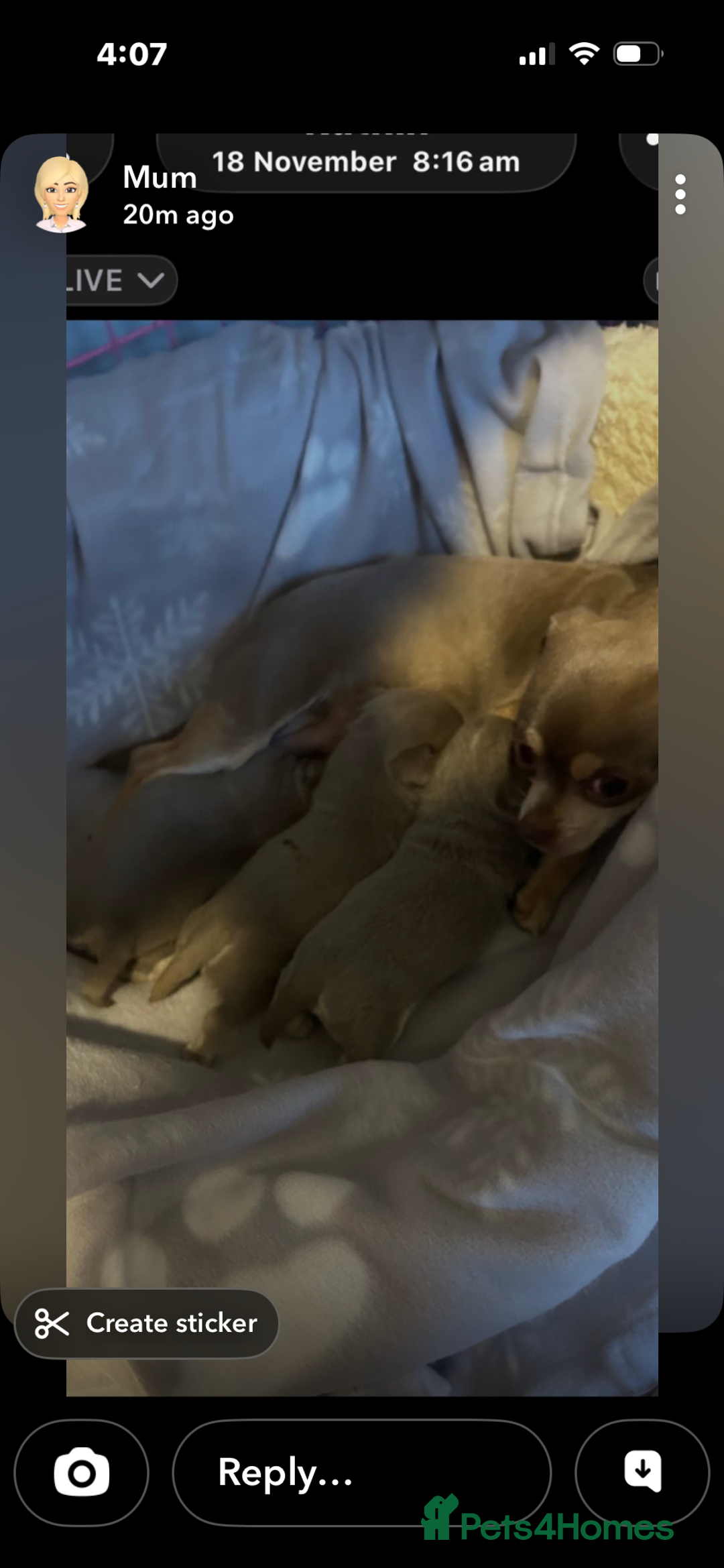 Chihuahua dogs for sale: 2 girls, 1 boys - Advert 1