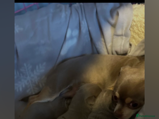 Chihuahua dogs 2 girls, 1 boys - Advert 9