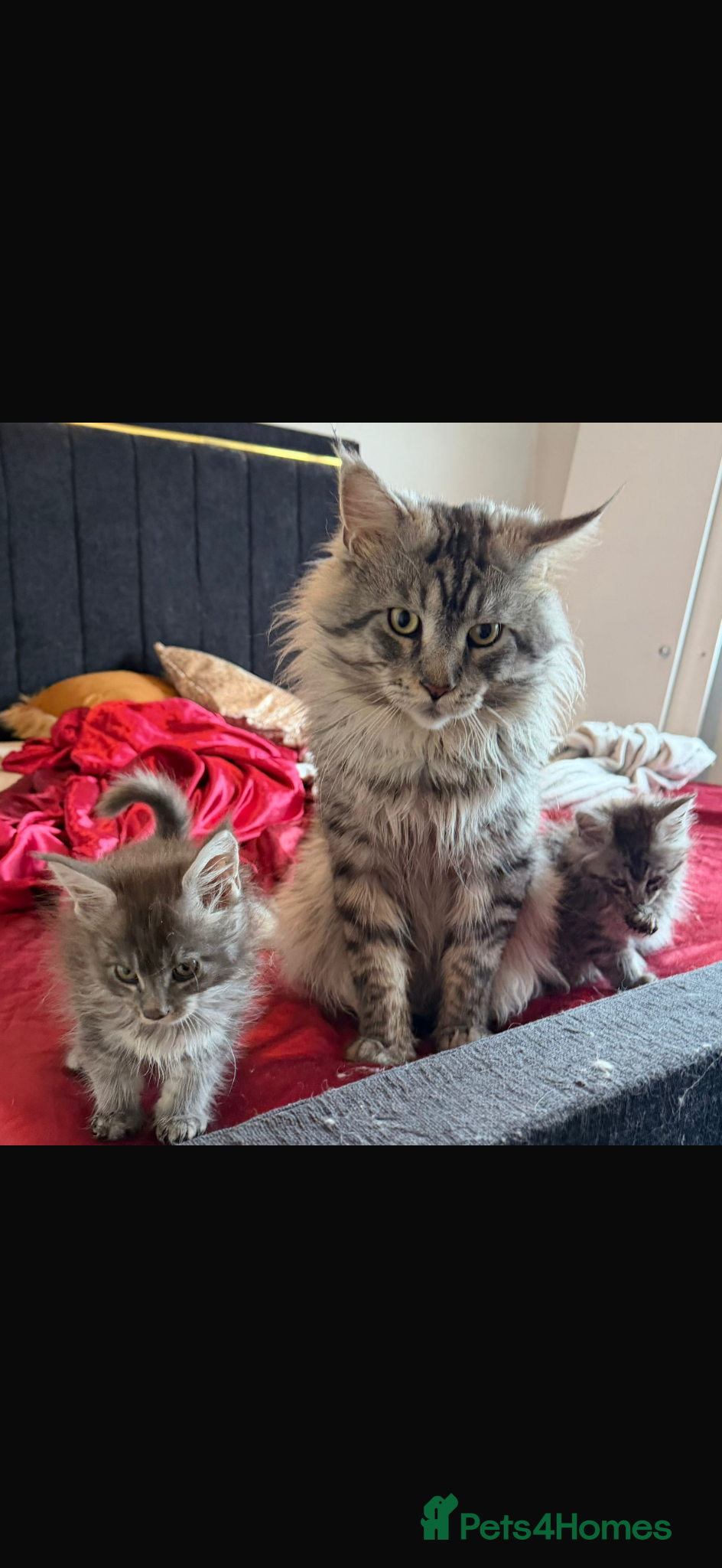 Maine Coon cats Stunning Mainecoon Kittens - Advert 1