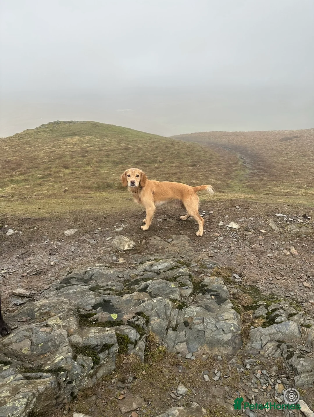 Cocker Spaniel dogs for stud: Proven Working Cocker Spaniel stud - KC Registered in Cockermouth - Advert 10