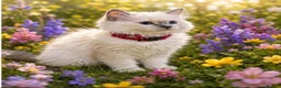 Ragdoll cats for sale: Ragdoll 1  - Advert 4