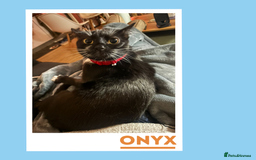 Mixed Breed cats for adoption: Dapper Wee Onyx - Advert 2