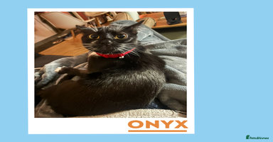 Mixed Breed cats Dapper Wee Onyx - Advert 3