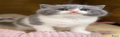 British Shorthair 5
