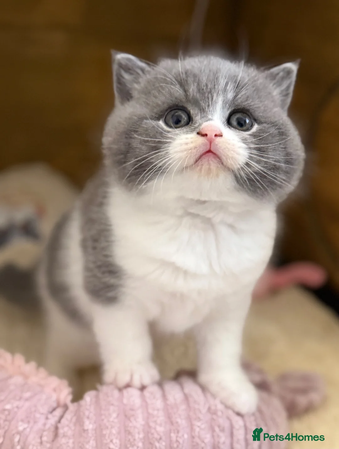 British Shorthair cats for sale: British Shorthair, championbloodline TICAPEDIGREE  - Advert 9