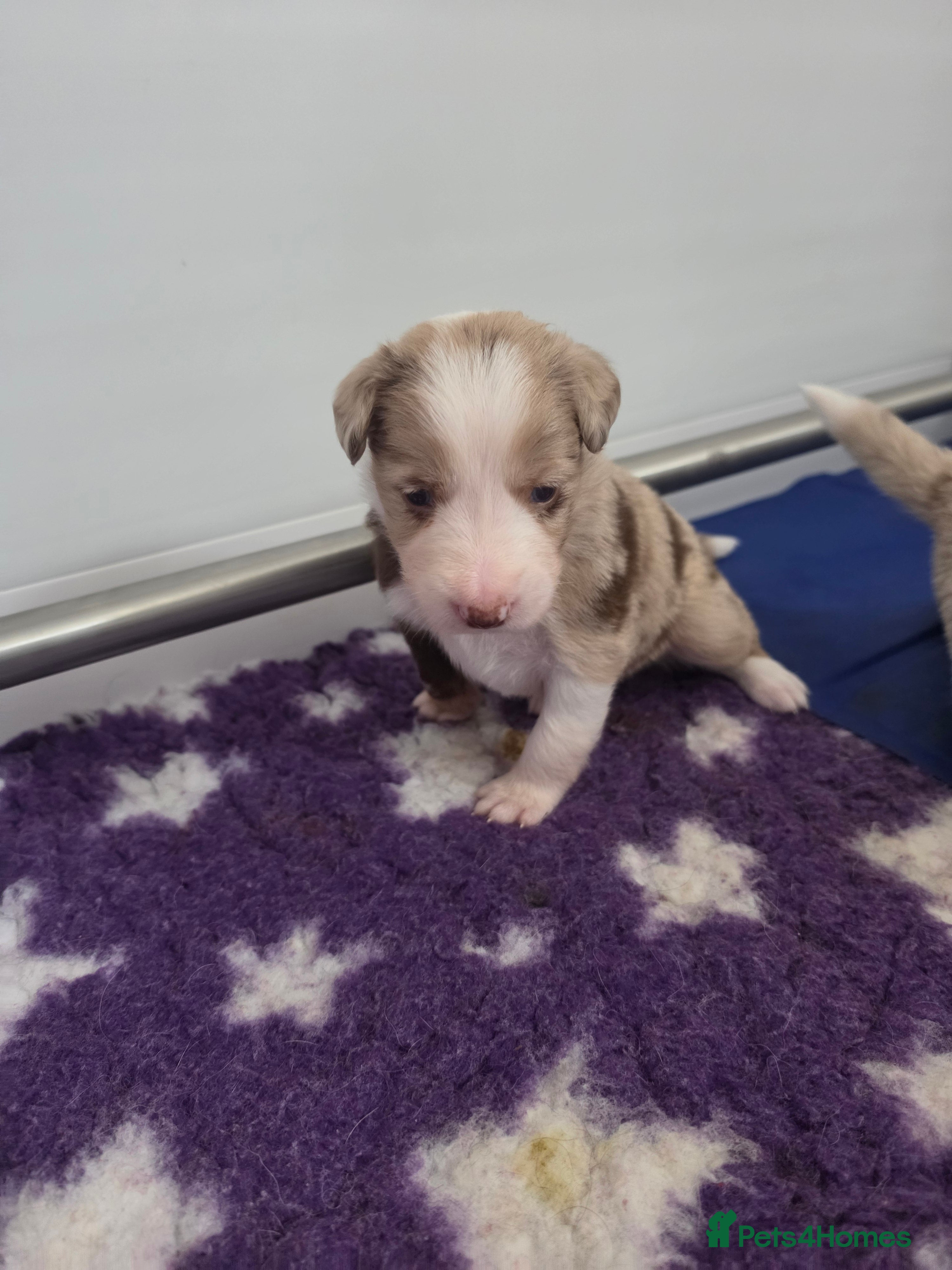 Border Collie dogs Border collie puppies - Advert 2