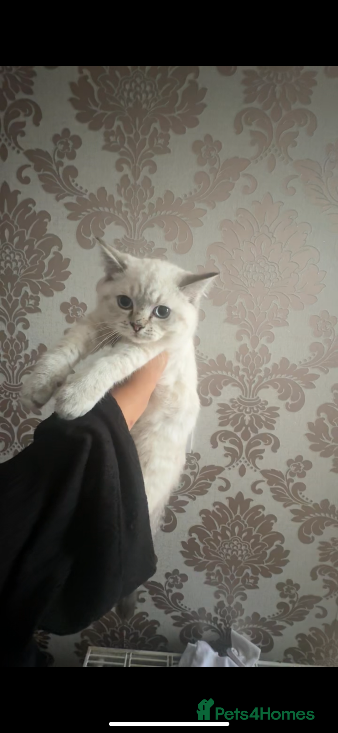 British Shorthair cats for sale: X2GCCF BritishShorthair&Longhair Kittens for Sale in Sheffield - Image 1