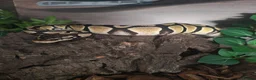 Python Snake reptiles for sale: Pastel royal python  - Advert 4