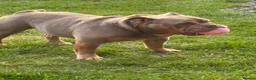 English Bulldog dogs for sale: British Bulldog  - Advert 2