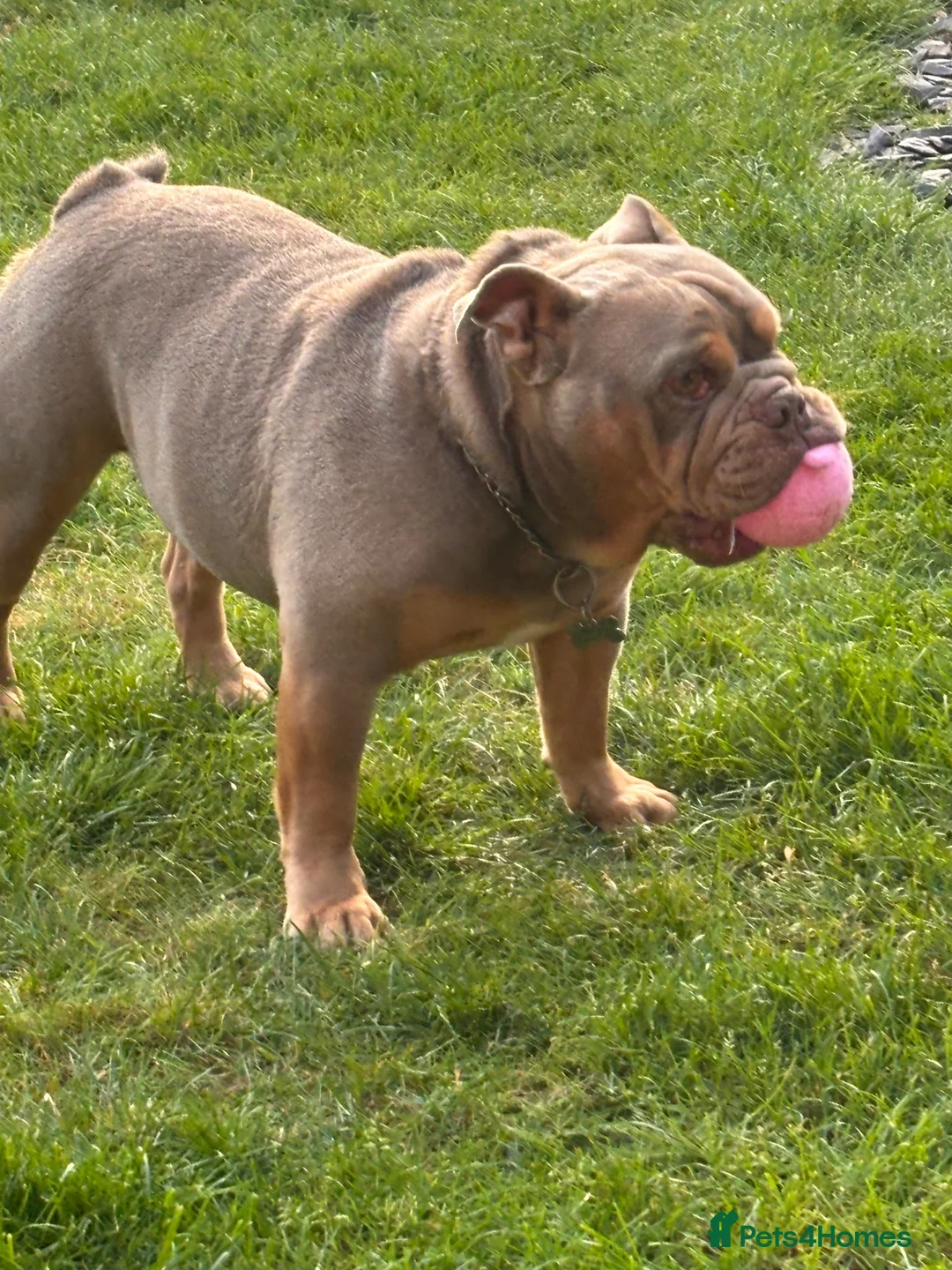 English Bulldog dogs for sale: British Bulldog  - Advert 2