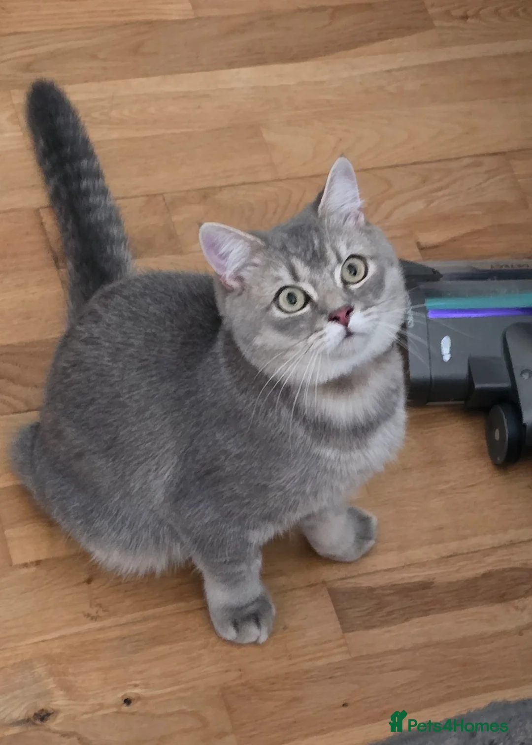 British Shorthair cats for sale: Silver/Blue Golden British Shorthair  - Advert 12