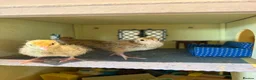 Quail poultry for sale: Week old Japanese quail chicks - Advert 6