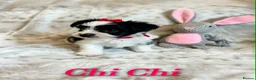 Biewer Terrier dogs for sale: Pure Biewer pups  in High Peak - Advert 3