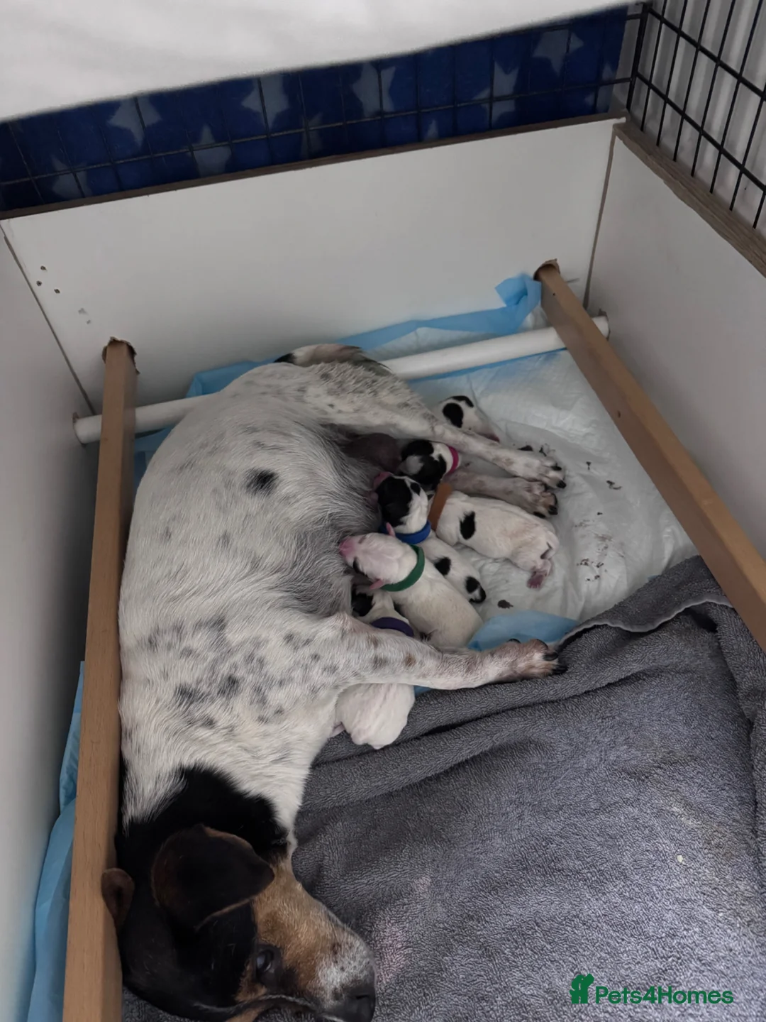 Jack Russell dogs for sale: Jack Russell  - Advert 2