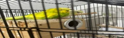 Budgerigars birds for sale: Pair of Budgies for Sale with Cage in Halifax - Advert 6