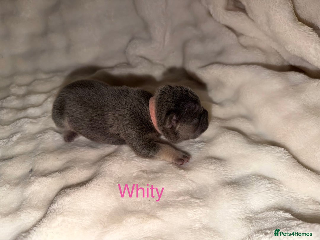 French Bulldog dogs for sale: French bulldog puppies  - Advert 1