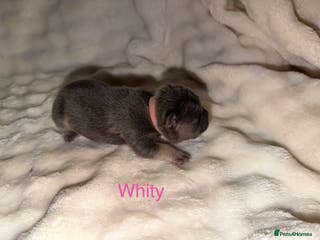 French Bulldog dogs French bulldog puppies - Advert 12