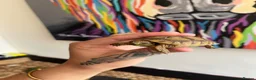 Tortoise reptiles for sale: BABY GREEK TORTOISE  - Advert 3