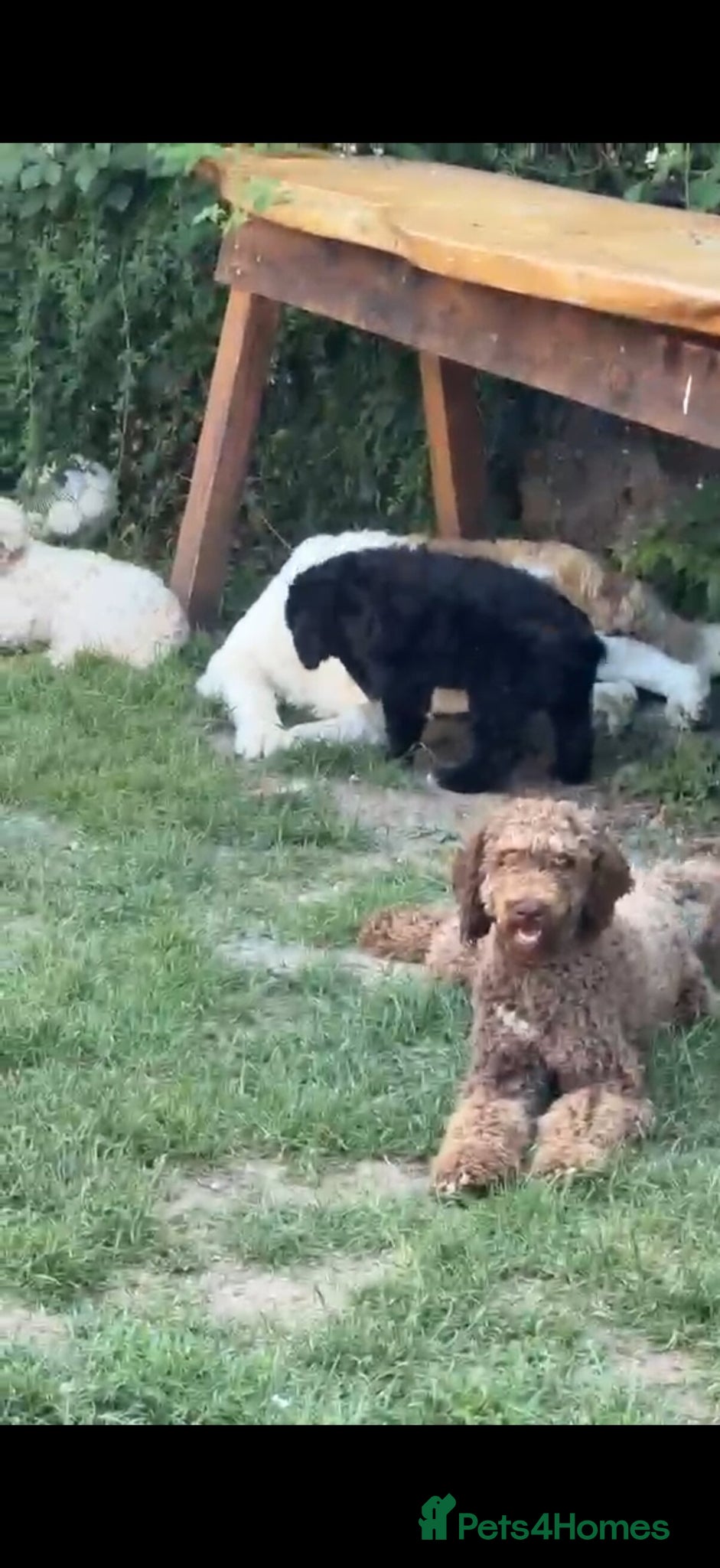 Bernedoodle dogs Stunning bernedoodle pups puppies  - Advert 2
