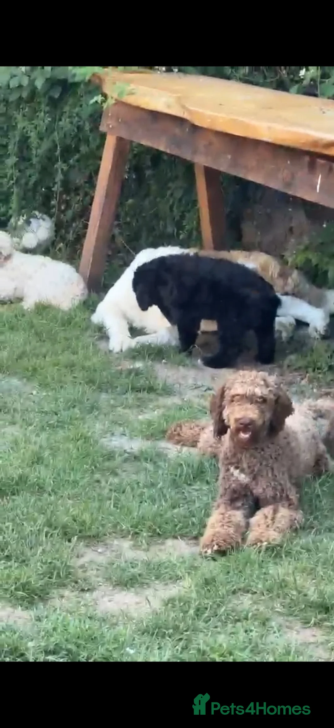 Bernedoodle dogs for sale: Stunning bernedoodle pups puppies  - Advert 2