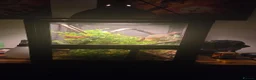 Chameleon reptiles for sale: Jimmy the Yemen Chameleon - Advert 3