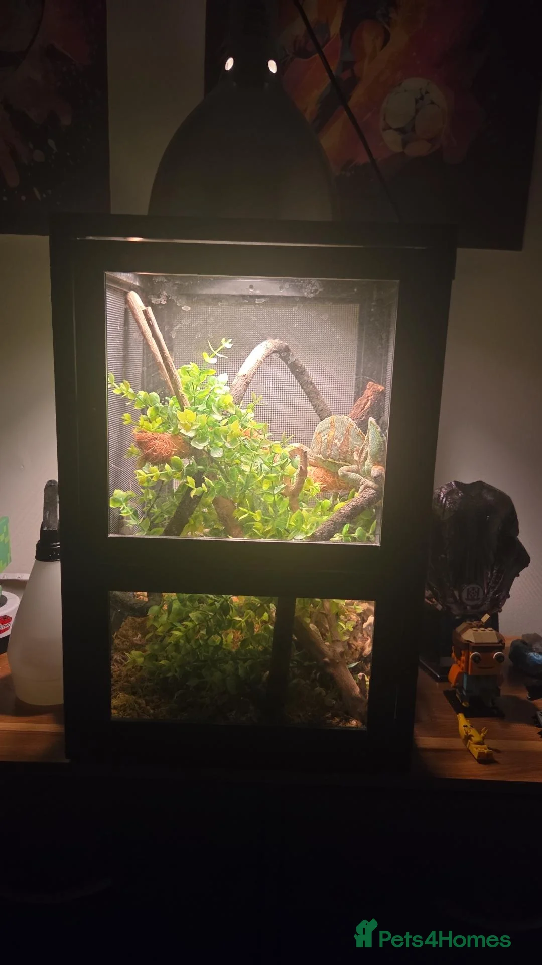 Chameleon reptiles for sale: Jimmy the Yemen Chameleon - Advert 3