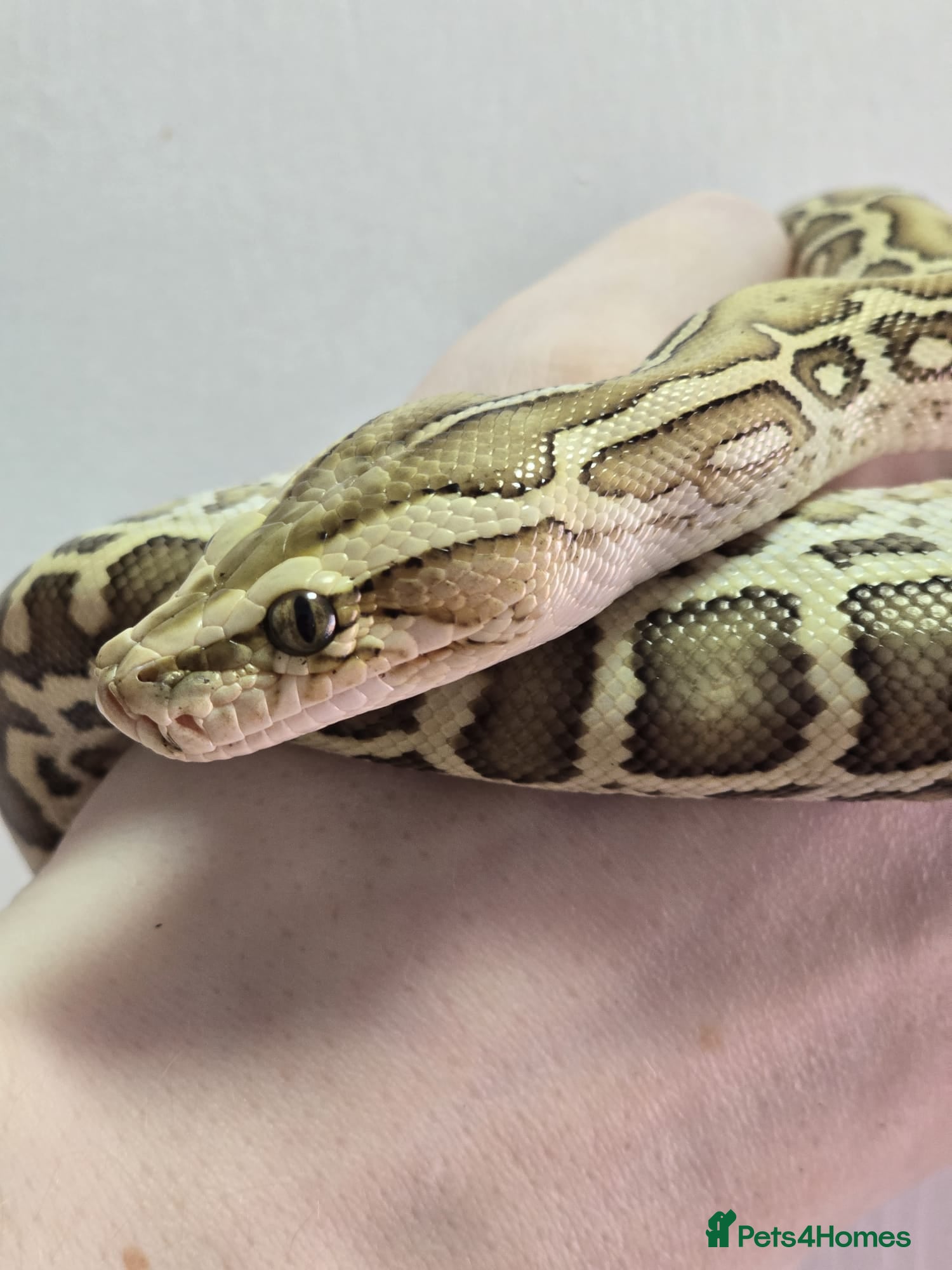 Python Snake reptiles Burmese Python Hypo Het Granite & Albino for sale  - Advert 5