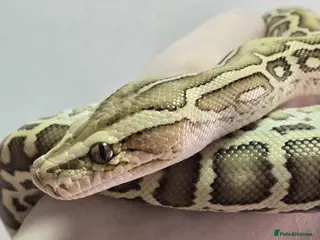 Python Snake reptiles Burmese Python Hypo Het Granite & Albino for sale - Advert 5